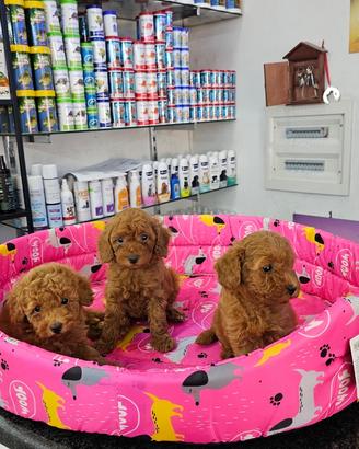 Cuccioli di barboncini red mini