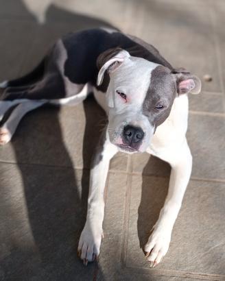 Amstaff femmina