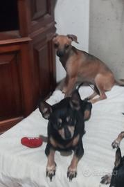 samira pincer fulva