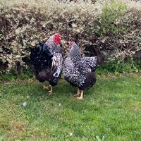 Galline ornamentali