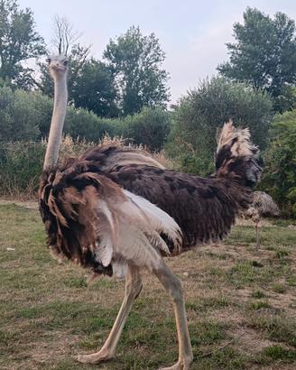 Disponibili due struzzi maschi