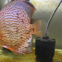 Discus