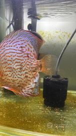 Discus