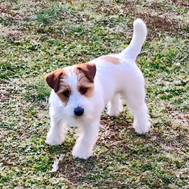 Jack russell terrier per accoppiamento