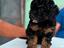 Immagine 1