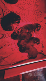 Pastore tedesco cuccioli