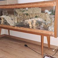 Gechi leopardini con terrario
