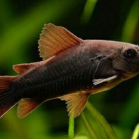 Corydoras black Venezuela