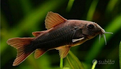 Corydoras black Venezuela