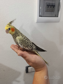 Calopsite allevati a mano