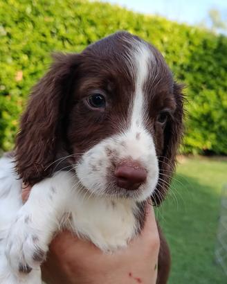 Springer spaniel