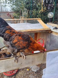 Gallo Marans nero ramato 3 mesi