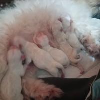 Maltese