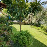 nespolo più ortensia 