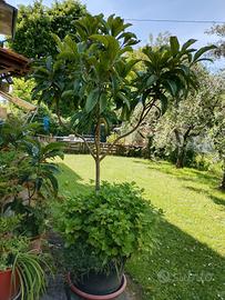 nespolo più ortensia 