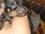 Immagine 2