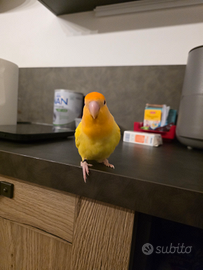 Inseparabile roseicollis