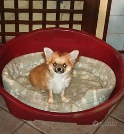 Chihuahua pelo lungo femmina cucciola
