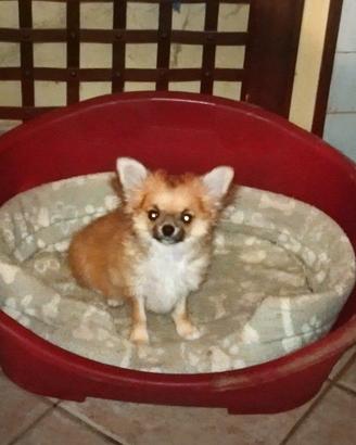 Chihuahua pelo lungo femmina cucciola