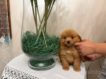 Barboncino per Pomerania pomapoo