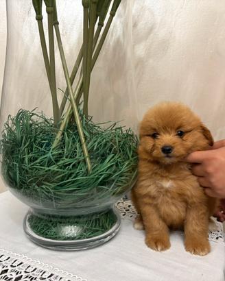 Barboncino per Pomerania pomapoo
