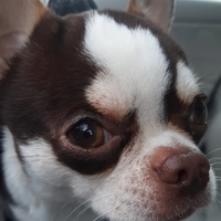 Chihuahua da monta