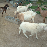 Capre,capretti e agnelle