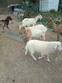 Capre,capretti e agnelle