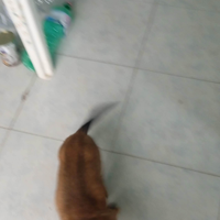 Cane