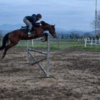 Cavallo da salto