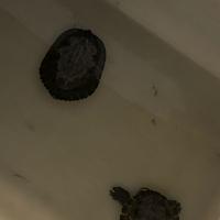 2 Tartarughe Di Acqua