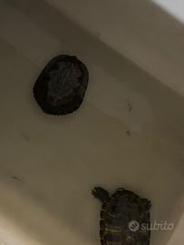 2 Tartarughe Di Acqua