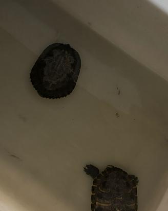 2 Tartarughe Di Acqua