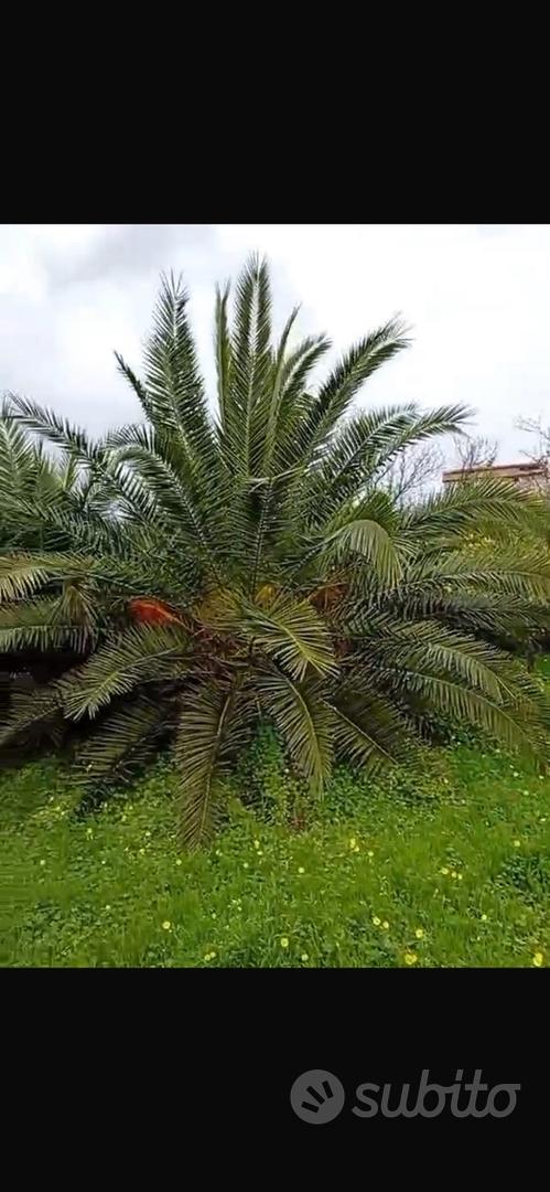 Terreno agricolo - Vista 3