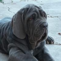 Cuccioli mastino napoletano