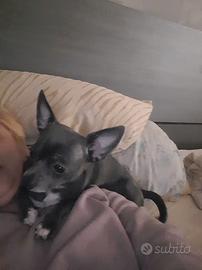 Chiwawa maschio per accoppiamento