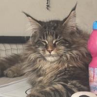 Main coon