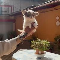 Ultimo Chihuahua pelo lungo pedigree Enci