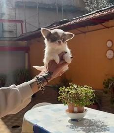 Ultimo Chihuahua pelo lungo pedigree Enci