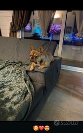 Bulldog francese per accoppiamento