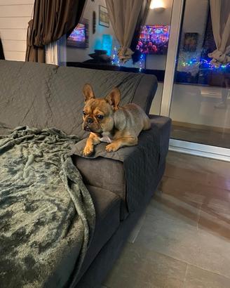 Bulldog francese per accoppiamento