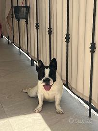 Buldog francese 2al prezzo di uno