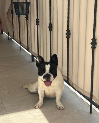 Buldog francese 2al prezzo di uno