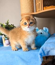 scottish fold pedigree 