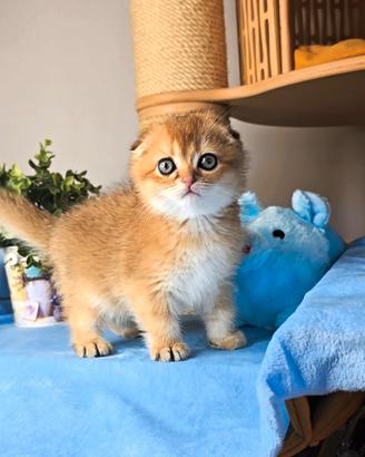 scottish fold pedigree 