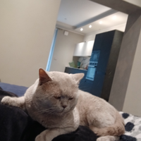 British short hair lilac per accoppiamento