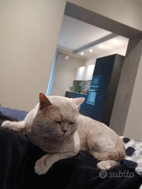 British short hair lilac per accoppiamento