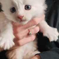 Maine coon con pedigree