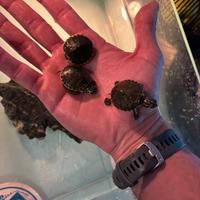 Tartaruga acqua dolce