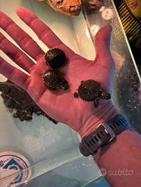 Tartaruga acqua dolce